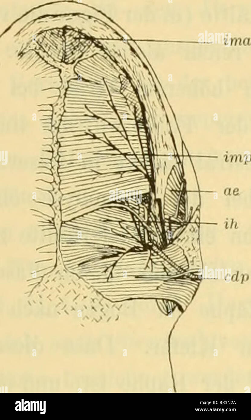 . Acta Societatis Scientiarum Fennicae. La science. Über die vom N. trijumeau versorgte Muskulatur Amphibien der einzelnen Arten 129 dans etwas von Medien, wobei sich die Entstehung des unpaaren Muskels paarigen aus einem schrittweise verfolgen lässt. Durchaus paarig ist der interm. anterior bei Cryptobranchus japonicus nach Rüge (1897, p. 308, f. 53 u. 54 C2 mv (a)). Die aus Bündel hier "vom Kiefer Aus- und médian" caudalwärts inserieren und mittleren und un raphé (F. 90). l'ima Bei Cr. alleghaniensis (vgl. 1 Rüge. c p. 301 u. f. 46 u. 47 C, mv (a) sowie meine P. 91 Un ima) Banque D'Images