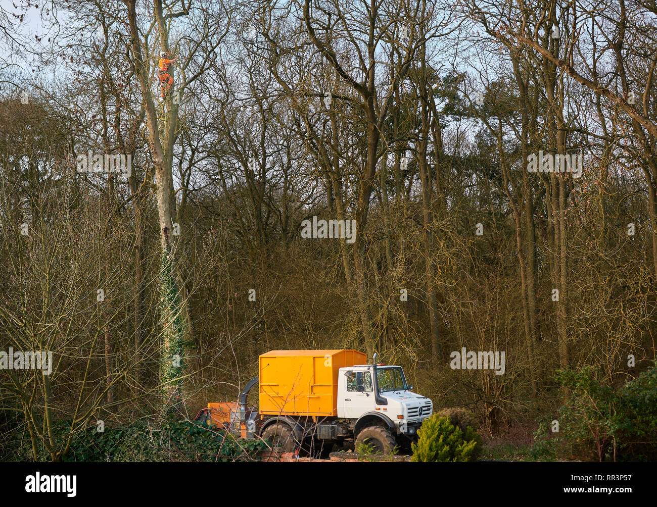 Opération d'abattage d'arbres sur une journée d'hiver à la réserve naturelle locale avec le chirurgien des arbres dans un arbre et son journal de shredding van ci-dessous. Banque D'Images