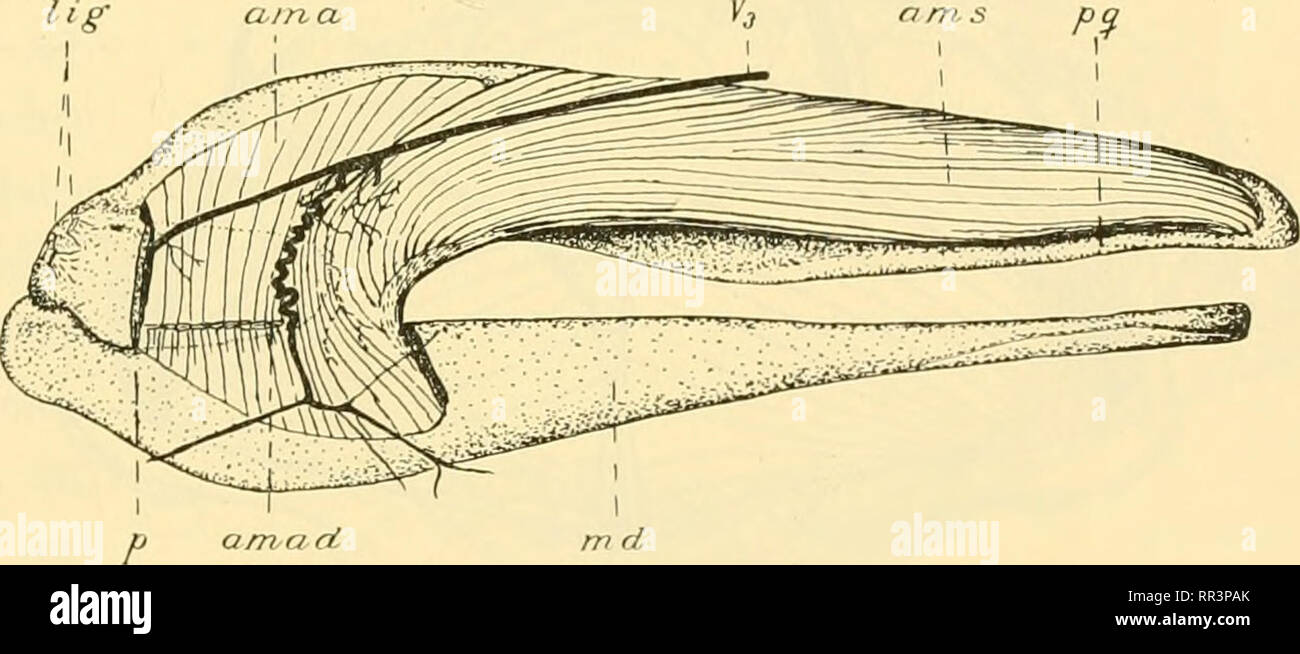 . Acta Societatis Scientiarum Fennicae. La science. tlher versorgte trijumeau die vom X. Mtishdatur Dijmeusten und der Ganoiden. L'adducteur 15 mandibiüae. Chondrostei. Inaudibulae adducteur der der Chondrostei aiisserordentlich ist einfach gebaut. Besonders bei der Fall ist das Polyodon '. ' Der Muskel hier ist schwach ziemlich ent- und faltet zerfällt dans zwei von einander wenig scharf gesonderte Portionen (Textf. 3 und 5). Eine mehr articulaire (caudale) Partie gelegene ama entsimngt {) latéral suis Rand der Muskelgrube Palatoquadratuni der Pars quadrata des. Ihre Fasern, aus nur wenig konvergierend Banque D'Images