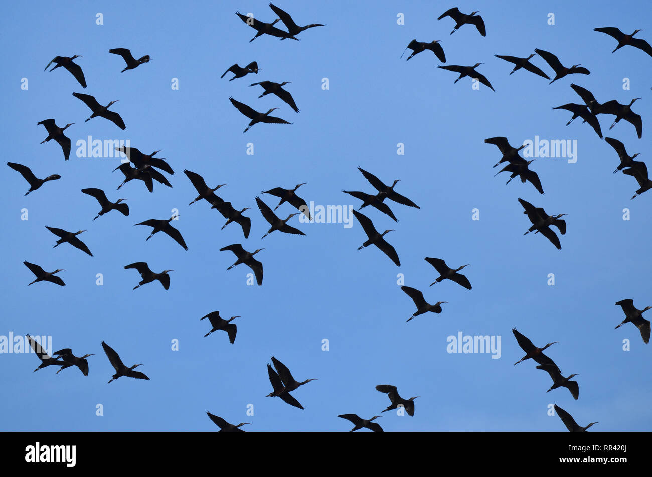 L'ibis falcinelle en survolant le parc dans le sud de l'Albufera de Valence, Espagne. Banque D'Images