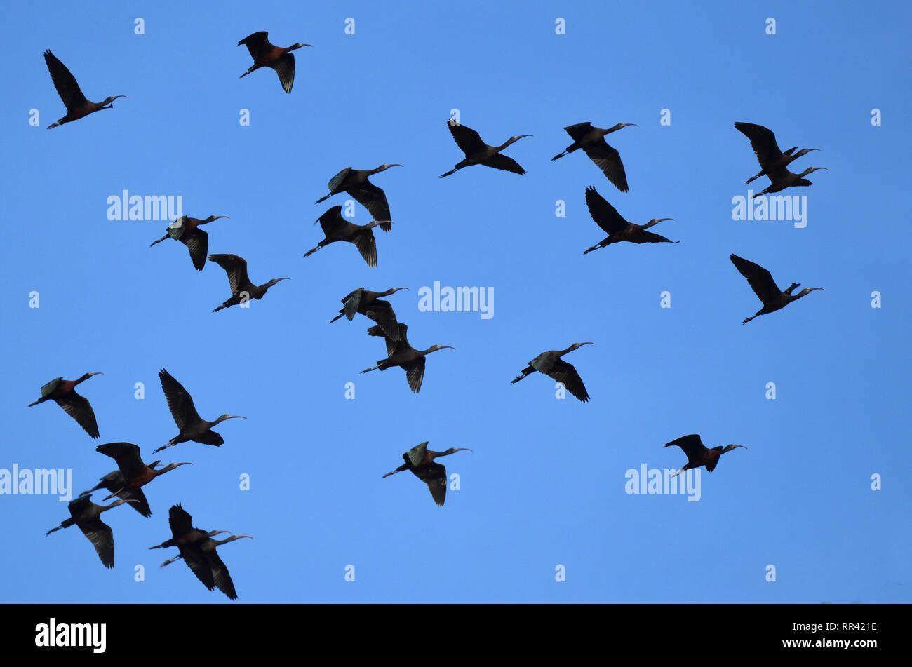 L'ibis falcinelle en survolant le parc dans le sud de l'Albufera de Valence, Espagne. Banque D'Images