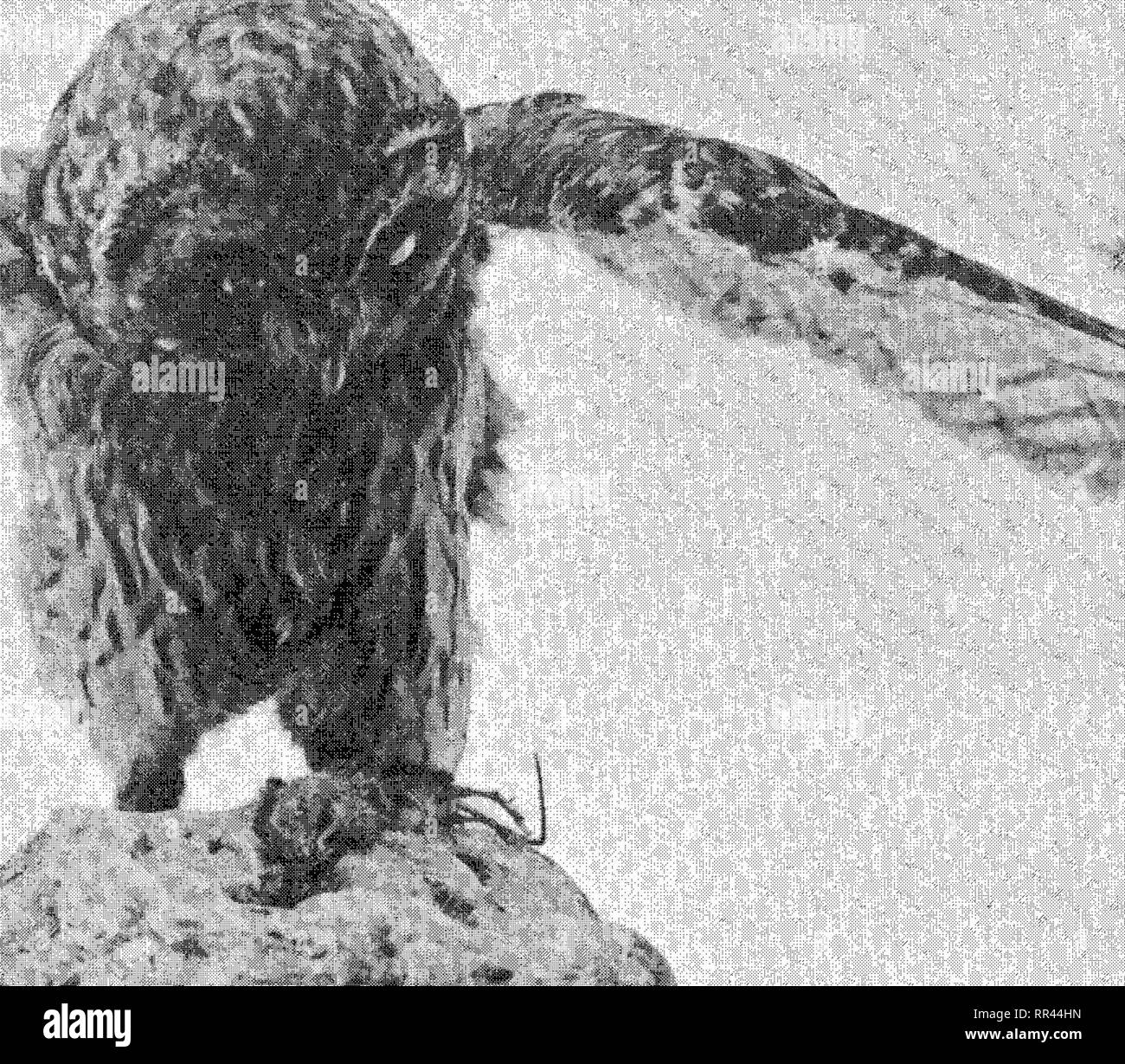 . Mémoires de l'Bernice Pauahi Bishop Museum d'histoire naturelle et d'Ethnologie polynésiennes. L'histoire naturelle, de l'Ethnologie. ( ?() ://- Ay ; ? /7.Y ; 77Si f-J-^ J ll !j:RS. (Jf feather travailler cnmiterfeii lliis witli pour soins. Fortiiiiatch^ hutli prrcioiis de tlic j'cllow luivc plumes l)manque t)ases présents dans cnurse iiol cif iIr-dved spt'ciiiieiis. Hr. vSerriirier hiriidn {/dit/jkskfti'IVi thx'i'kh'titi, /S/, n° aiiiiisiiis^ iq) un CSR- nf (l-t'tl comme featlicrs Sehniell cité par le Directeur/ :" "X'MUlliiicii ^aiibiuirli lC bev ?ui|elil faiii ciiiei^rc ! Folriicii lyioiitel iincli «iriiciii) e Banque D'Images