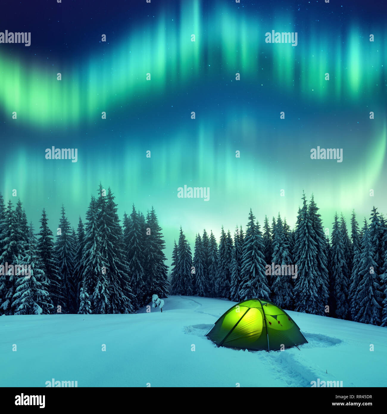 Aurora Borealis. Northern Lights en forêt d'hiver. Ciel avec lumières polaires et des étoiles. Nuit paysage d'hiver avec Aurora, tente verte et de pinède. Concept de voyage Banque D'Images