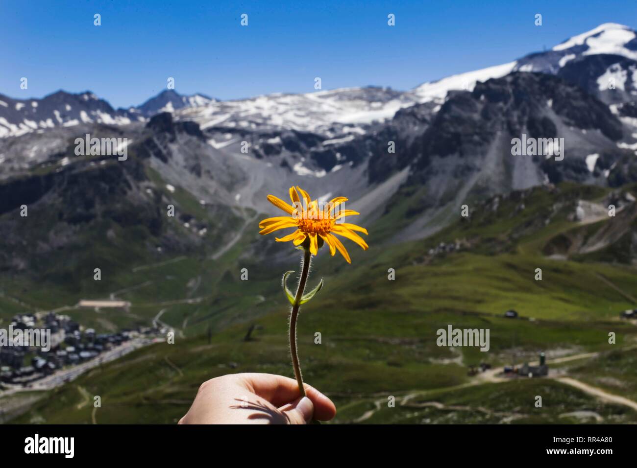Daisy de poche en face de fond de fleurs alpines. Tignes, au Royaume-Uni. Banque D'Images