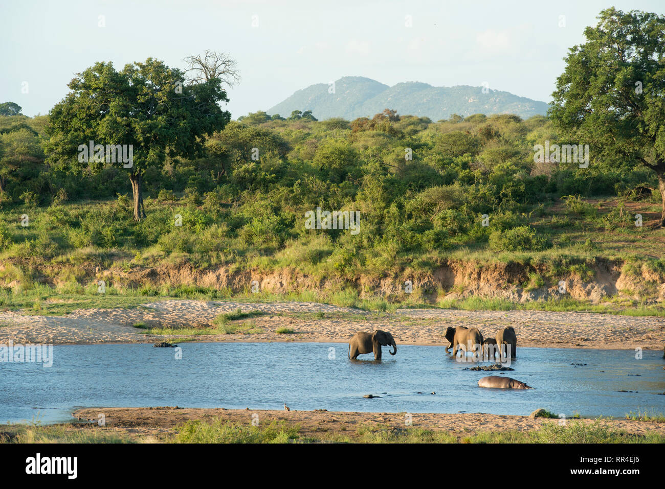 Les éléphants de boire à la rivière Sabie, Loxodonta africana, Kruger National Park, Afrique du Sud Banque D'Images