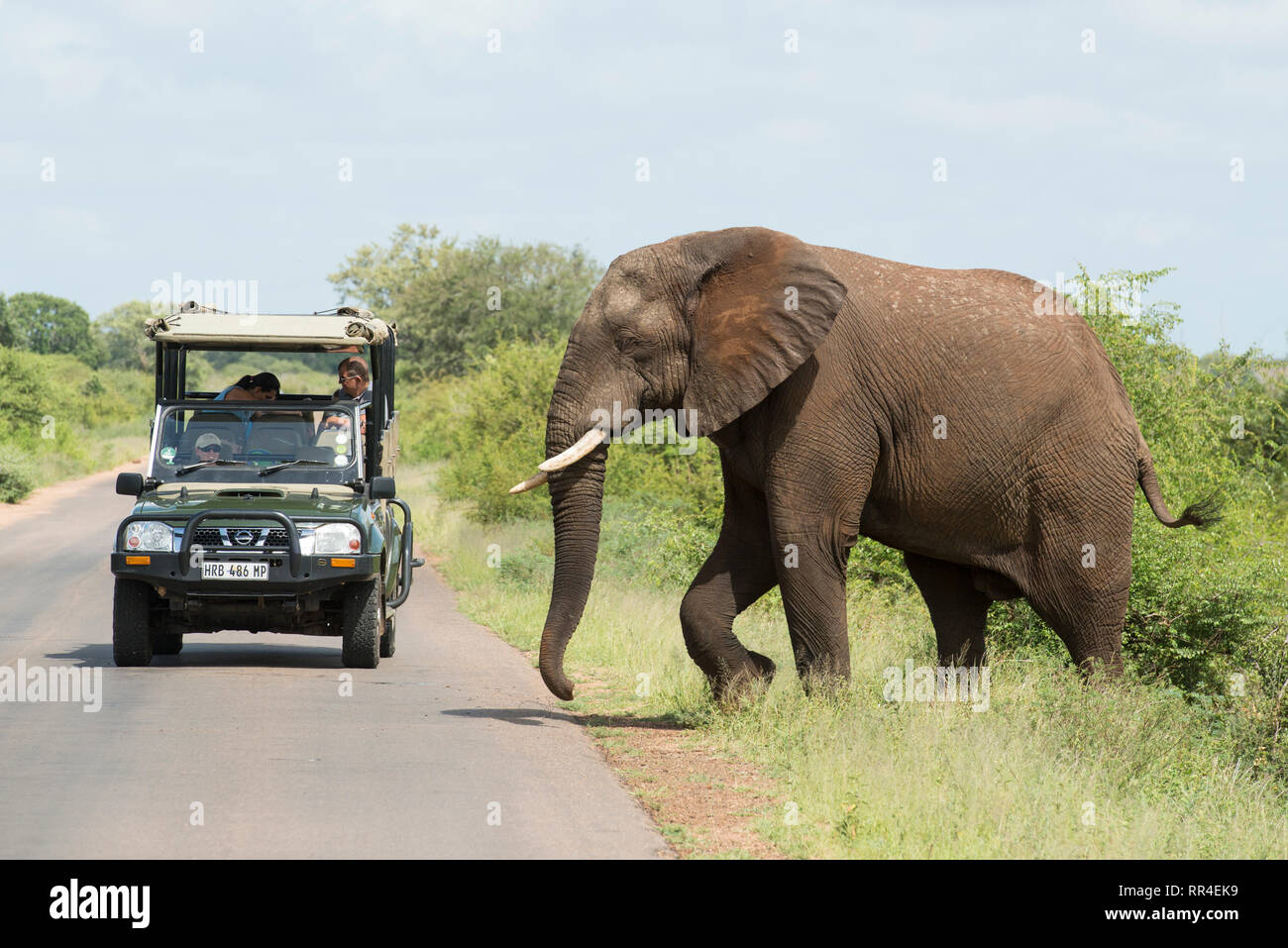 Véhicules de tourisme et d'éléphants sur la route, Loxodonta africana, Kruger National Park, Afrique du Sud Banque D'Images