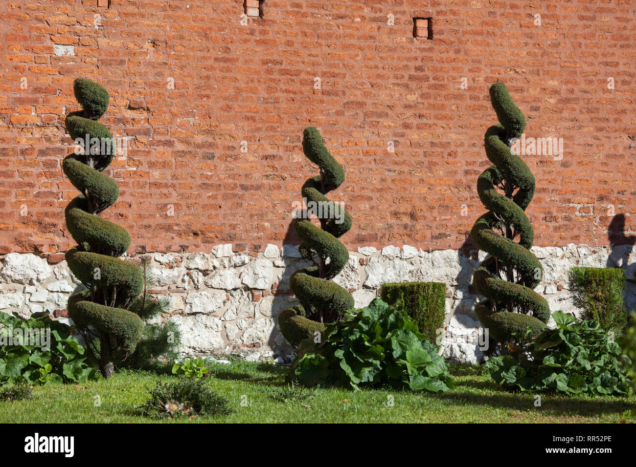 Topiaire jardin forme en spirale, arbustes taillés contre mur de l'église des Saints Pierre et Paul à Cracovie, Pologne Banque D'Images
