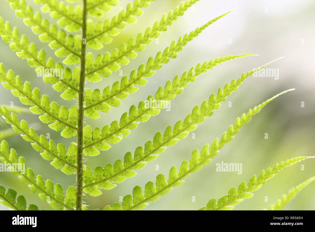 Close up of fern plante avec des graines, UK. Banque D'Images