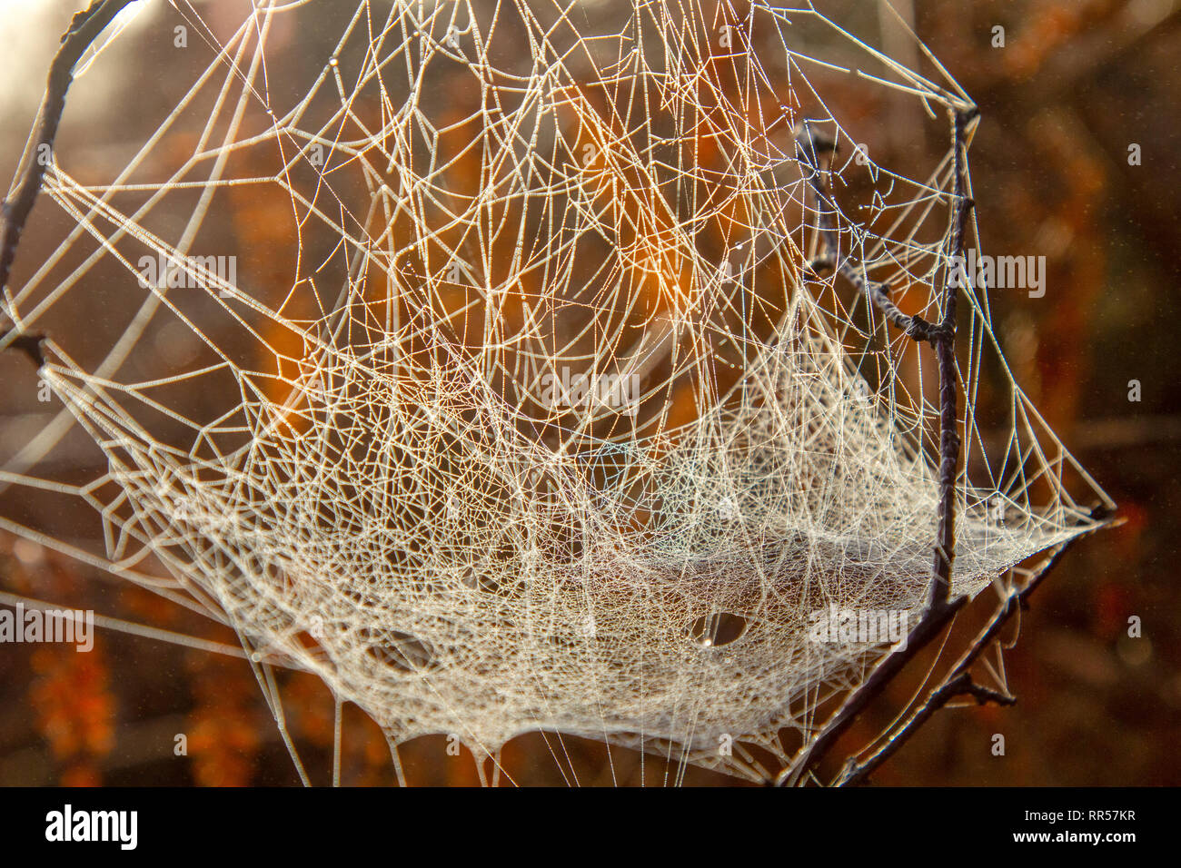 Photos. Ces toiles d'araignées qui illuminent les matins d'automne
