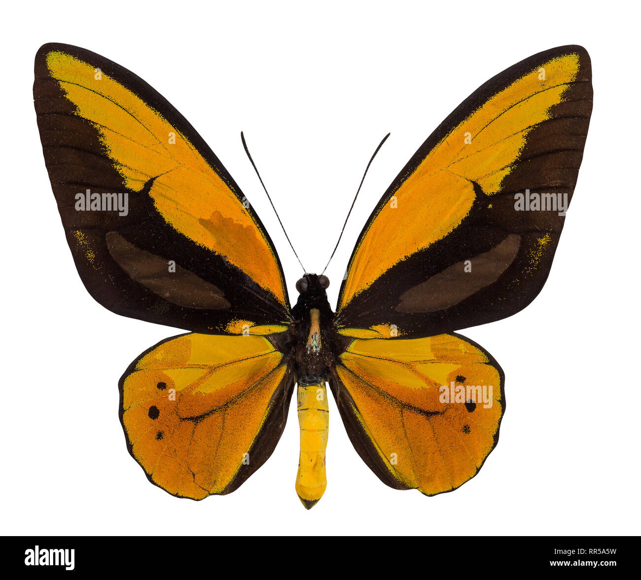 Ornithoptera croesus lydius papillon isolé sur fond blanc. Banque D'Images