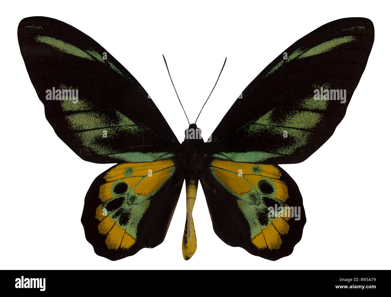 Ornithoptera papillon rothschildi isolé sur fond blanc. Banque D'Images