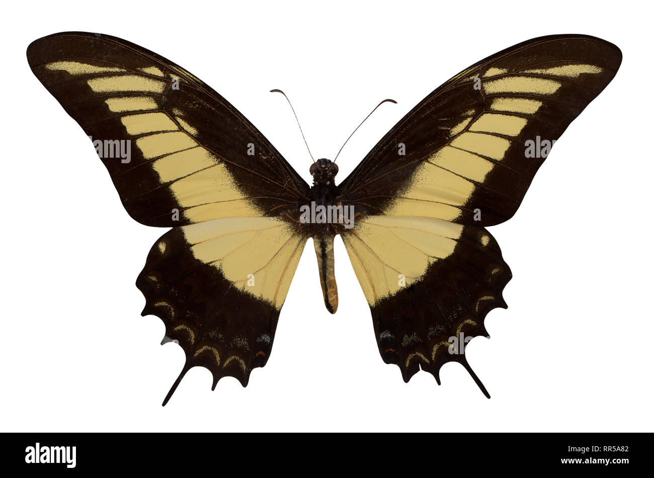 Butterfly Papilio androgeos isolé sur fond blanc. Banque D'Images