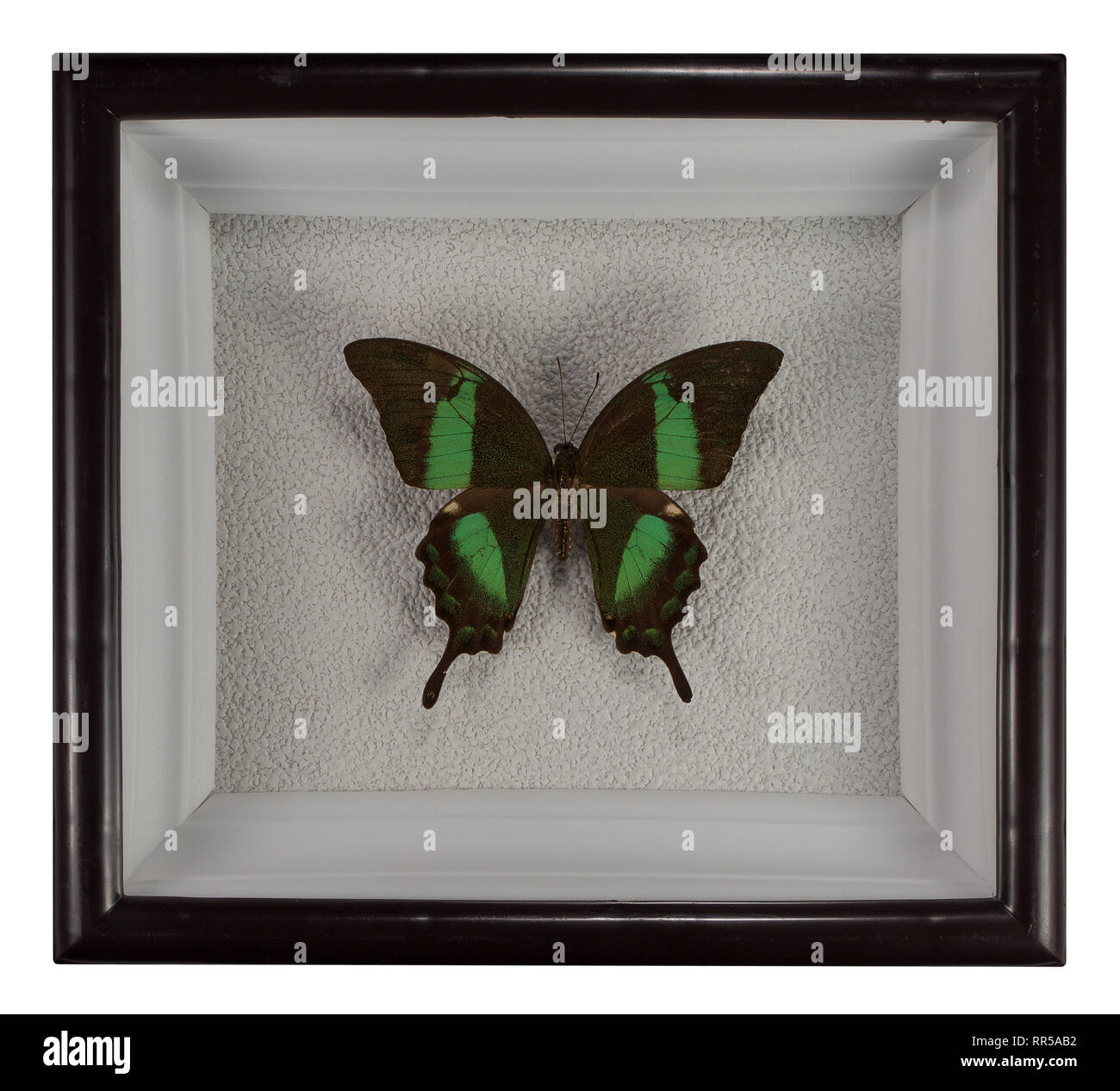 Butterfly Papilio palinurus du bâti isolé sur fond blanc. Banque D'Images