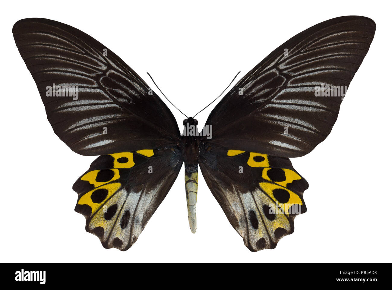 Hyppolitus papillon Troides isolé sur fond blanc. Banque D'Images