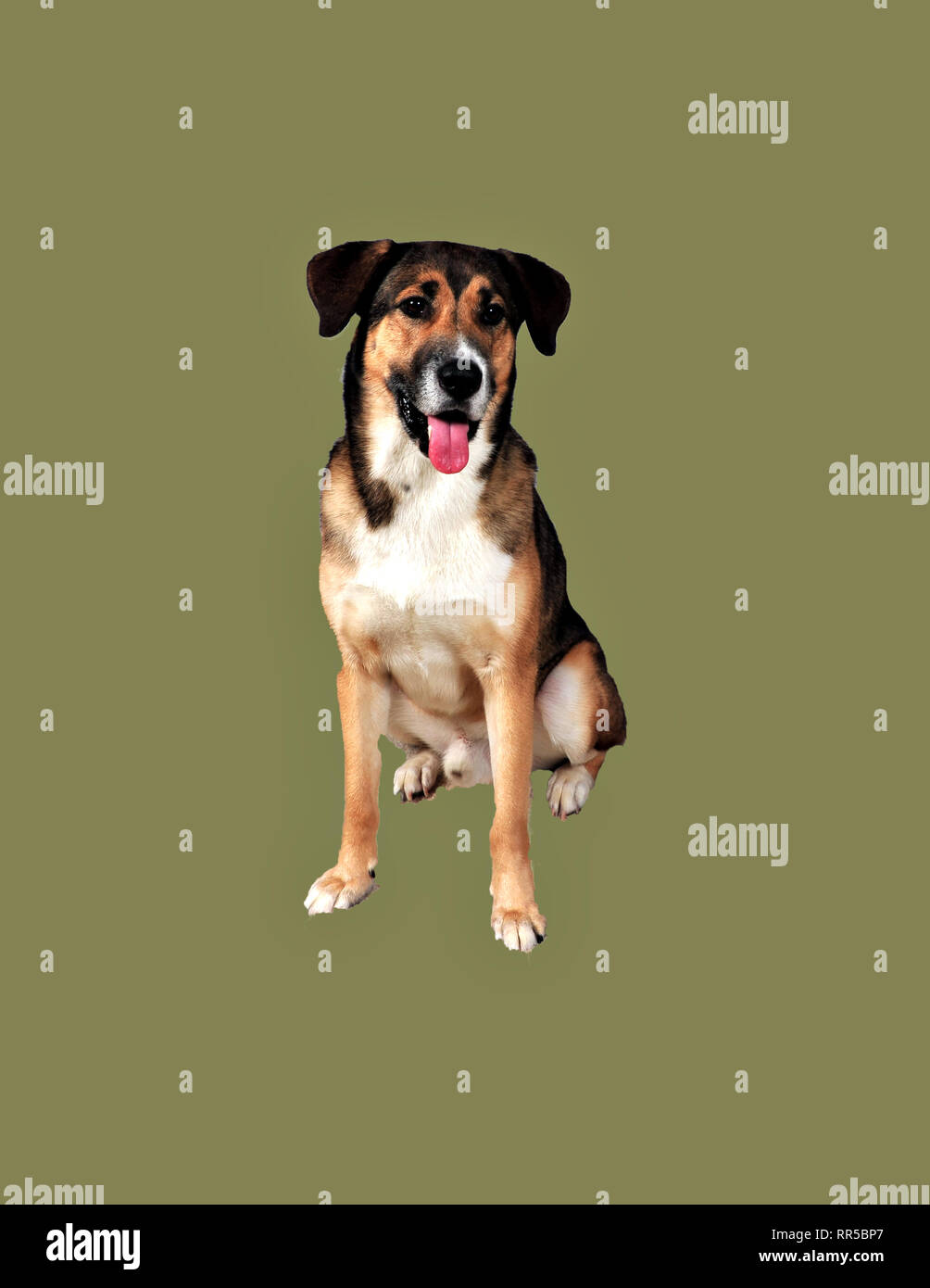 Husky Shepard allemand chanceux Banque D'Images