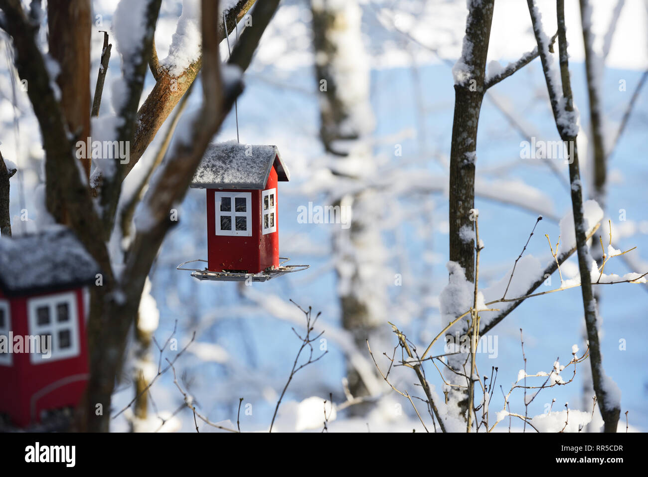 Mangeoire pour oiseaux en forme de maison accroché sur une branche en hiver Banque D'Images