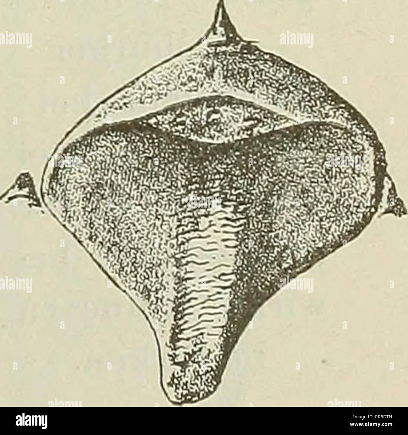 . Abhandlungen zur geologischen Specialkarte von Preussen und den Thüringischen Staaten. . Volkmannianum Sterinb Lepidodendron. 2 Eechts Blattpolster vergrössert. Seegen-Gottes-Grube bei Altwasser bei Waiden- burg. (Flora 11 : Waldenburger Schichten.) 1) le bassin houiller de Valenciennes. Flore fossile. Paris 1888, p. 455. Neue Folge. Heft 21. *. Veuillez noter que ces images sont extraites de la page numérisée des images qui peuvent avoir été retouchées numériquement pour plus de lisibilité - coloration et l'aspect de ces illustrations ne peut pas parfaitement ressembler à l'œuvre originale.. Preussische Geologische Landesans Banque D'Images