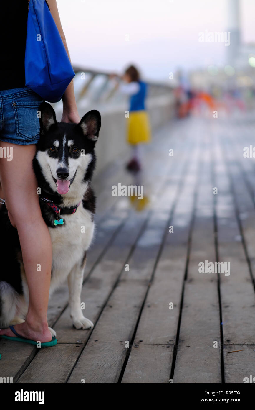 Husky de Sibérie avec son propriétaire Banque D'Images