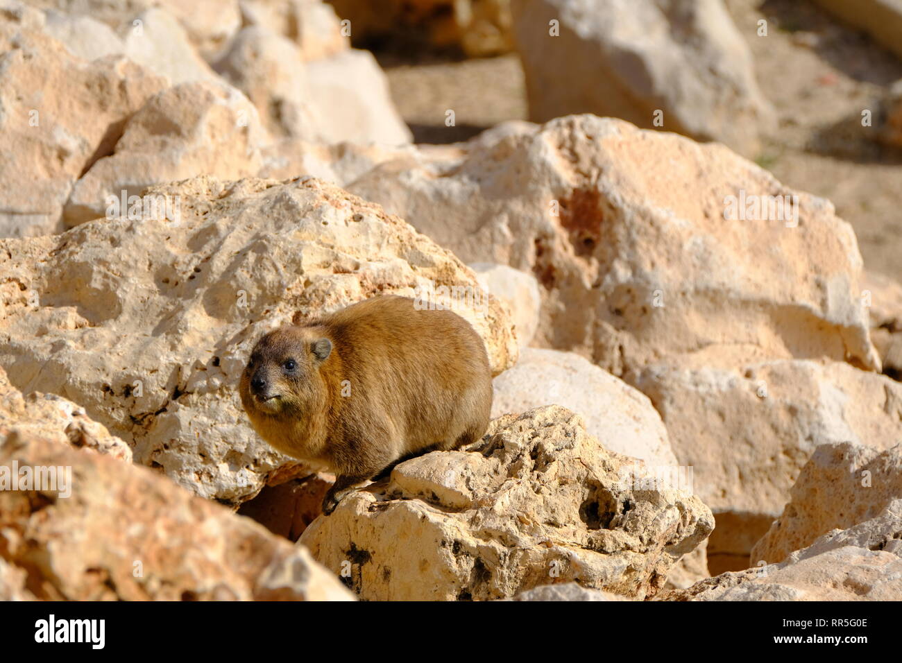 Rock Hyrax, (Procavia capensis) photographié en Israël, désert de Judée, en février Banque D'Images