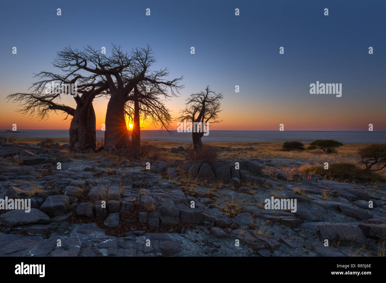 Baobabs à Kubu Island Banque D'Images