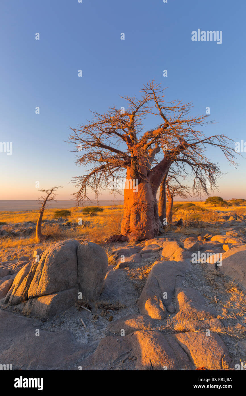 Baobab et rochers au lever du soleil Banque D'Images