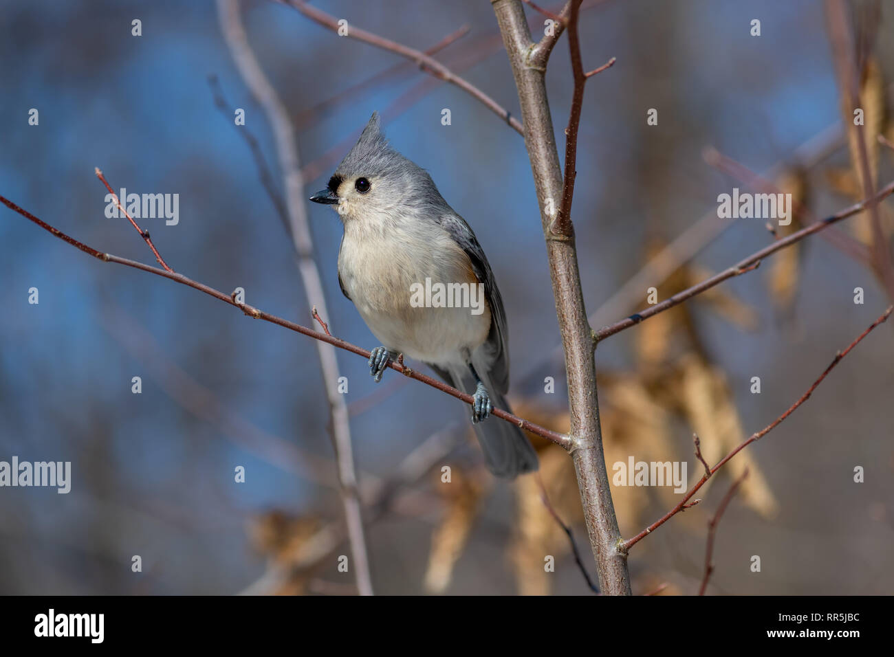 Mésange bicolore (Baeolophus bicolor) perché sur une branche en hiver. Banque D'Images