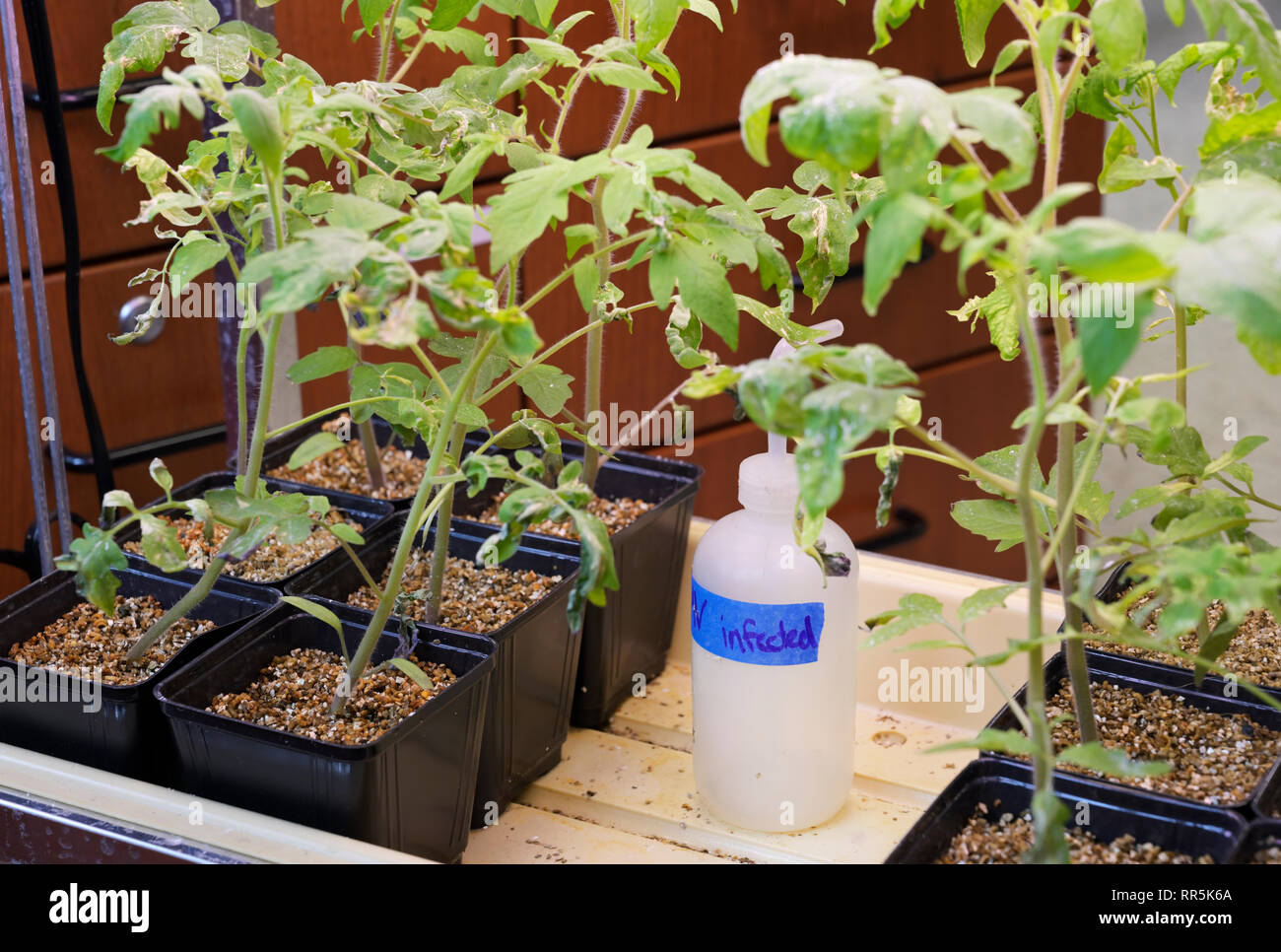 Les plantes expérimentales exposées aux virus de la mosaïque du tabac TMV sous différentes conditions nutritionnelles Banque D'Images