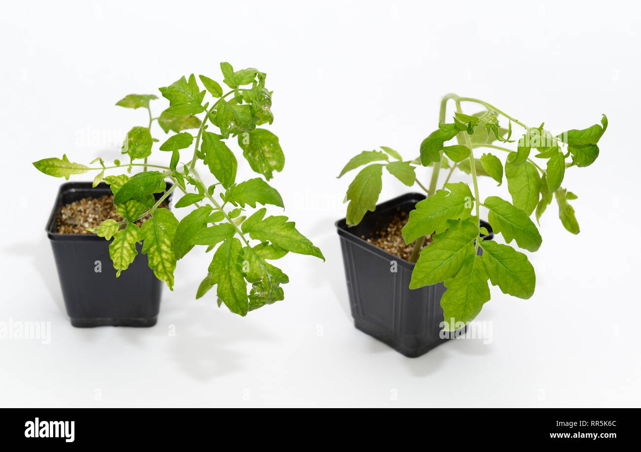 Vegetaux Infectes Par Le Virus De La Mosaique Du Tabac A Gauche A Cote D Une Plante Saine De Controle Photo Stock Alamy