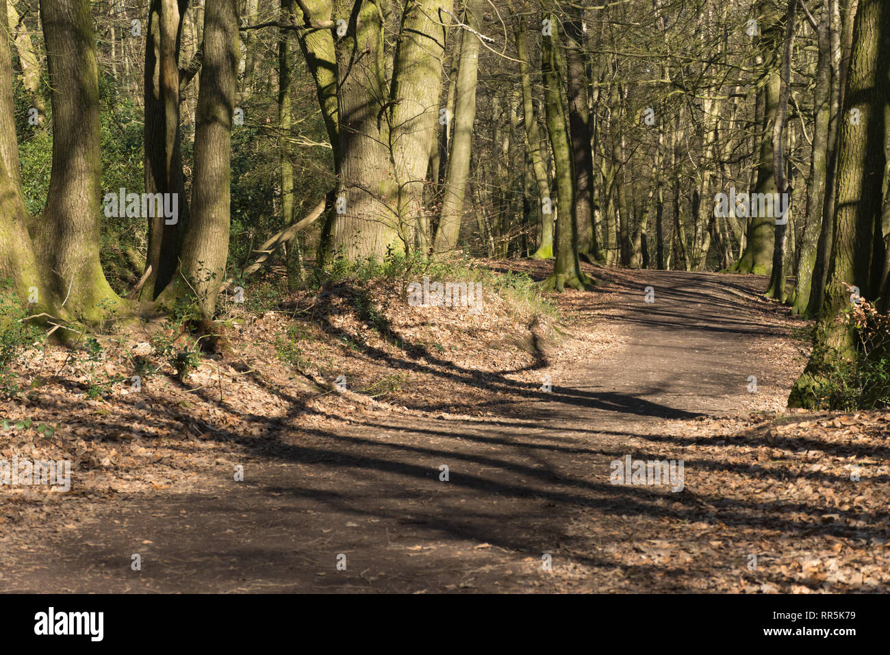 Paysage forestiers au cours de l'hiver dans la Kraanlei 2 dans les collines du Surrey Région d'une beauté naturelle, UK Banque D'Images