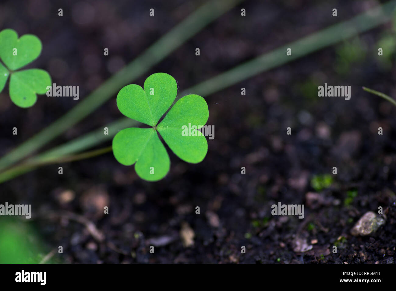 Seul trois trèfles de feuilles sur le sol | symbole de chance Banque D'Images