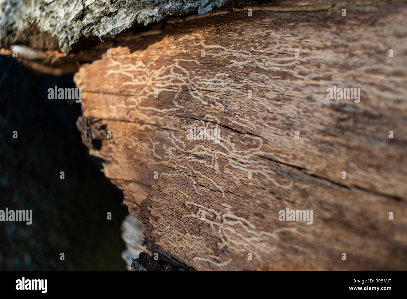 La photo en gros plan de l'arbre à l'écorce d'eaux-fortes de bugs Banque D'Images