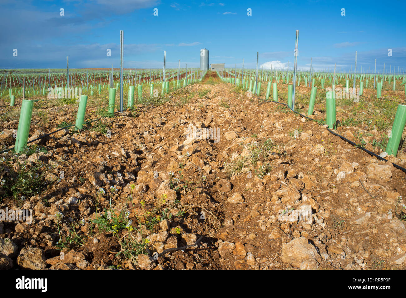 Rangées de vignes protégées par un abri bourgeons d'arbres et de tubes irriguée par des gouttes. Tierra de Barros, Estrémadure, Espagne Banque D'Images