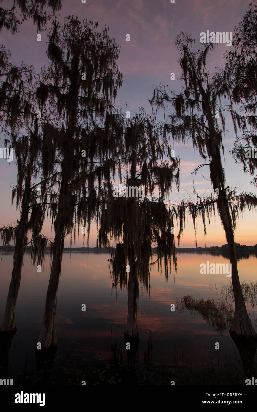 Cyprès drapé de mousse espagnole au lever du soleil Lac Henderson, Inverness, FL Banque D'Images