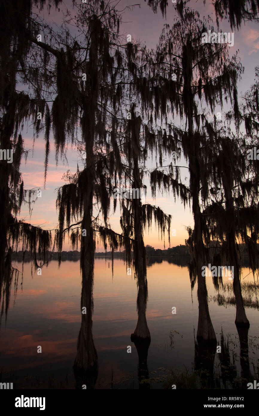 Cyprès drapé de mousse espagnole au lever du soleil Lac Henderson, Inverness, FL Banque D'Images