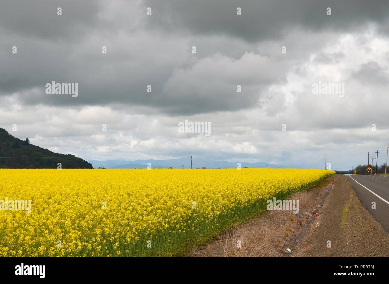 La moutarde jaune en fleur champ Banque D'Images