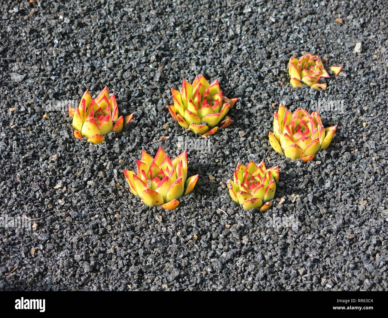 Six petits cactus charnues plantées dans le sol volcanique noir rocky de Lanzarote Banque D'Images