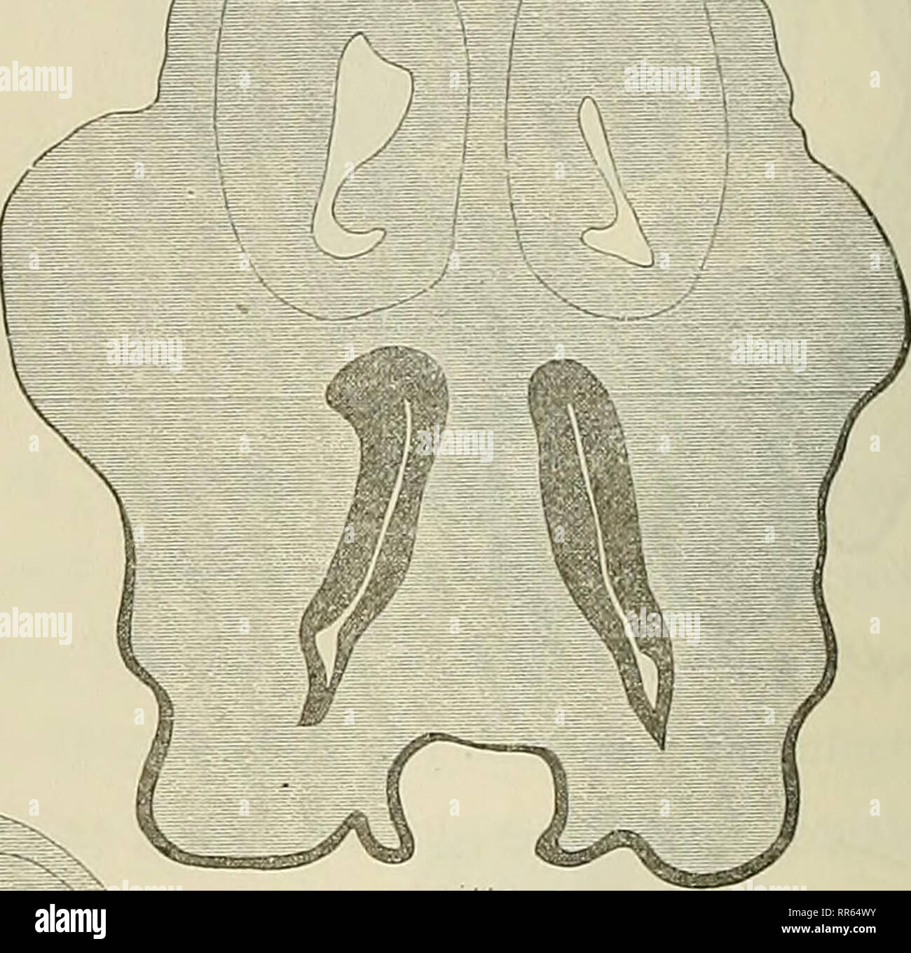 . Abhandlungen der Senckenbergischen naturforschenden Gesellschaft. L'histoire naturelle. - 46 - lateralen Nasenfortsatzes medialen und ist eine Verschmelzung erfolgt ; l'homme sieht daher en Fig. 5b, die einen durch den Durchschnitt der mittleren la section Le Nasenhöhle- Krokodil und das Epithel embryons darstellt, Nasenhöhlenwand Epithellamelle der durch eine kontinuierlich mit dem Epithel des Mundhöhlendaches in Verbindung. Im nächsten Stadium. Fig. 6a-c (Taf. IX, fig. 72-73), ist diese Verschmelzung der beiden noch weiter fortgeschritten Nasenfortsätze effet und eine Fig.6 vollkommenere" ü L J Banque D'Images
