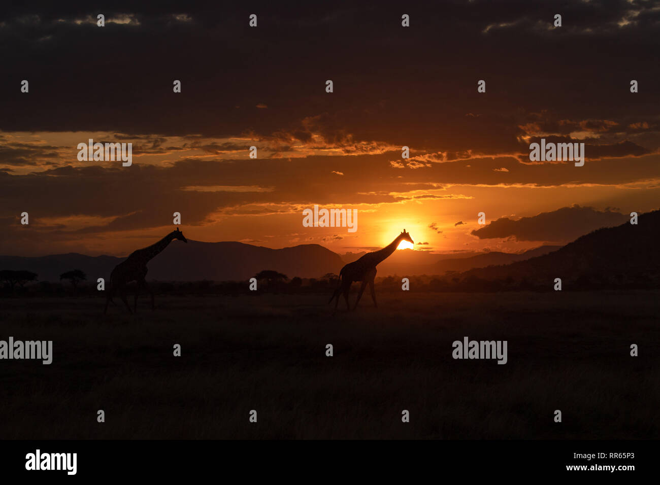 Girafe iconique dans struts coucher du soleil Kenyan Banque D'Images