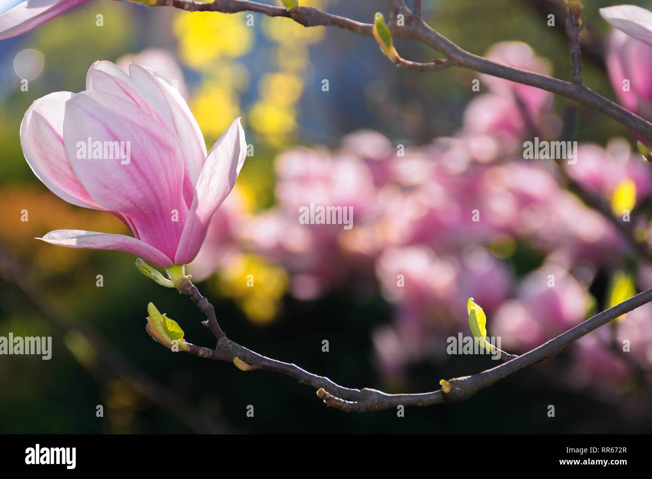 Belle fleur rose fleur de magnolia de printemps merveilleux. arrière-plan. flower close-up Banque D'Images