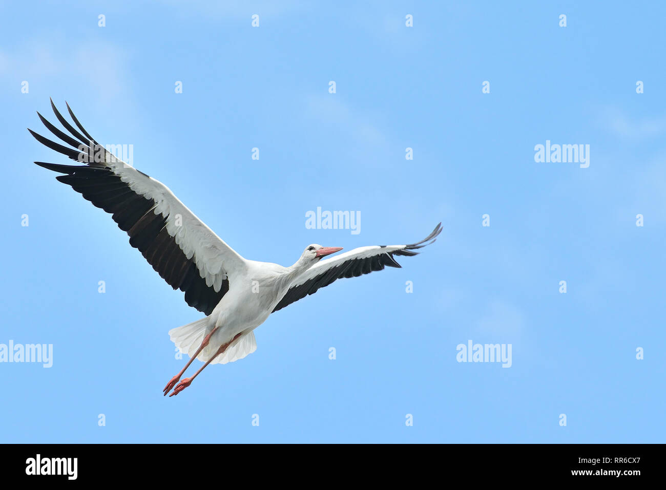 Cigogne blanche battant on blue sky Banque D'Images
