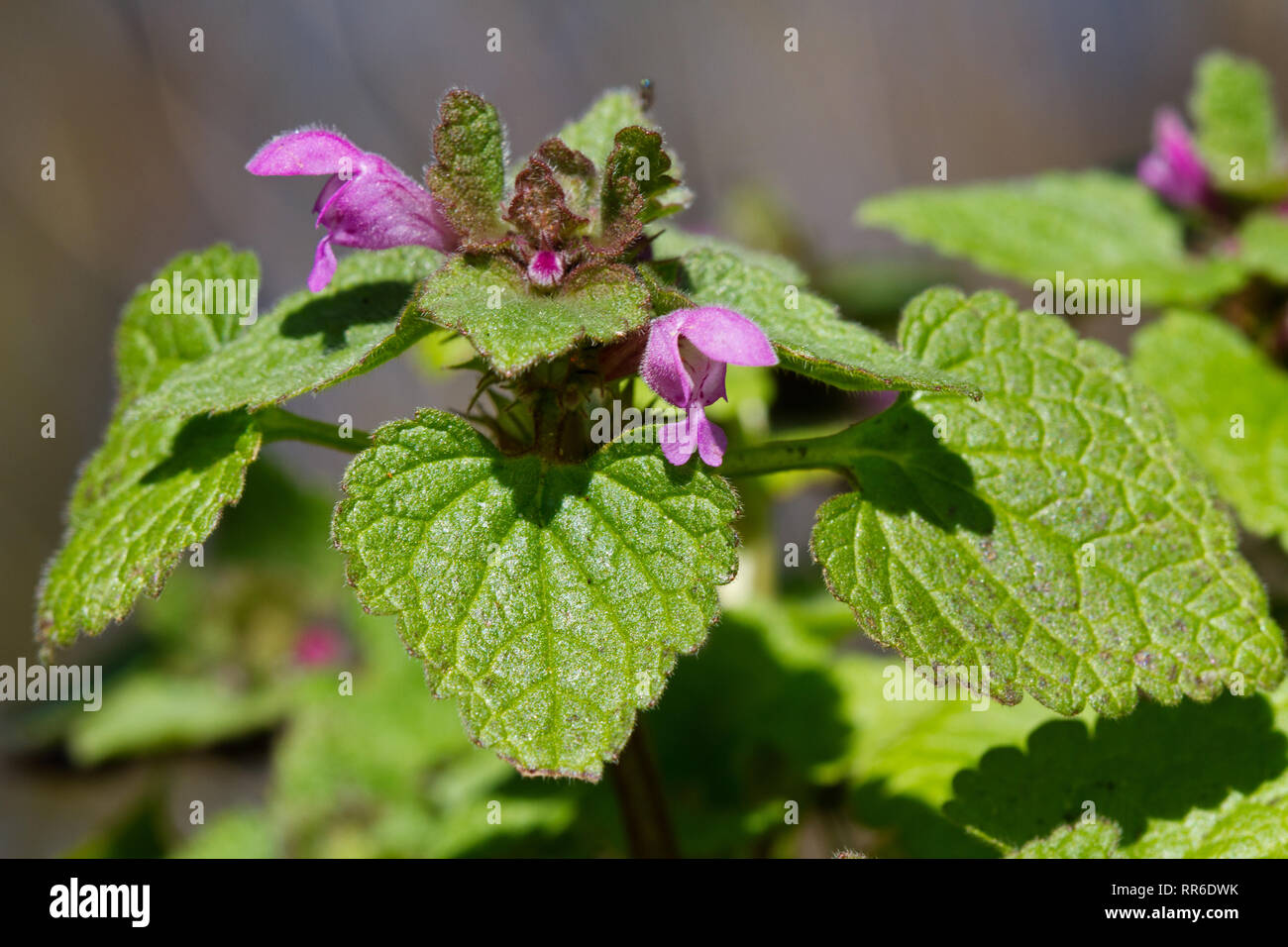 Close-up de la fleurs violet rougeâtre d'Henbit dead-nettle, une petite plante à floraison très tôt au printemps. Banque D'Images