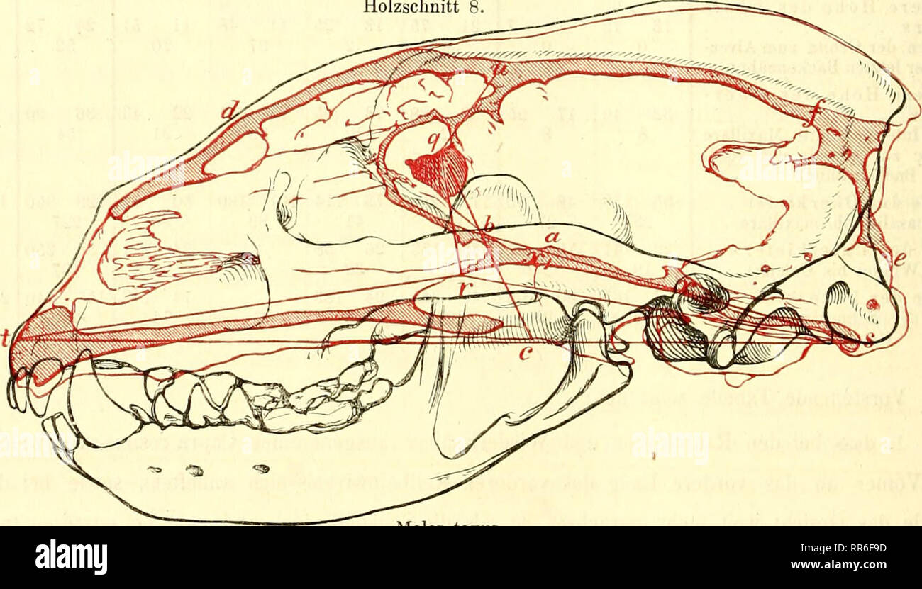 . Abhandlungen der Senckenbergischen naturforschenden Gesellschaft. L'histoire naturelle. Vulp 316 Canis. Cerv. larand. Cerv. Capreol. Capr. resima Cam. dromed. 125 111 145 130 142 151 134 150 155 138 13 12 23 22 25 27 36 38 19 21 24 26 28 28 25 32 28 46 34 28 70 82 47 57 26 45 56 72 70 74 140 113 155 145 179 163 165 150 139 127 118 105 148 130 165 157 118 102 142 130 171 171 169 180 152 151 134 136 164 171 104 106 81 90 70 77 83 84 109 125 Equus caball. 1. AmFor winkel.magn.zurHorizontale(est) 2. Winkel der Ax zur Horizont, (cest) 3. Winkel der base zur Horizont, (q s t) 4. Winkel des Cribrum zur Banque D'Images