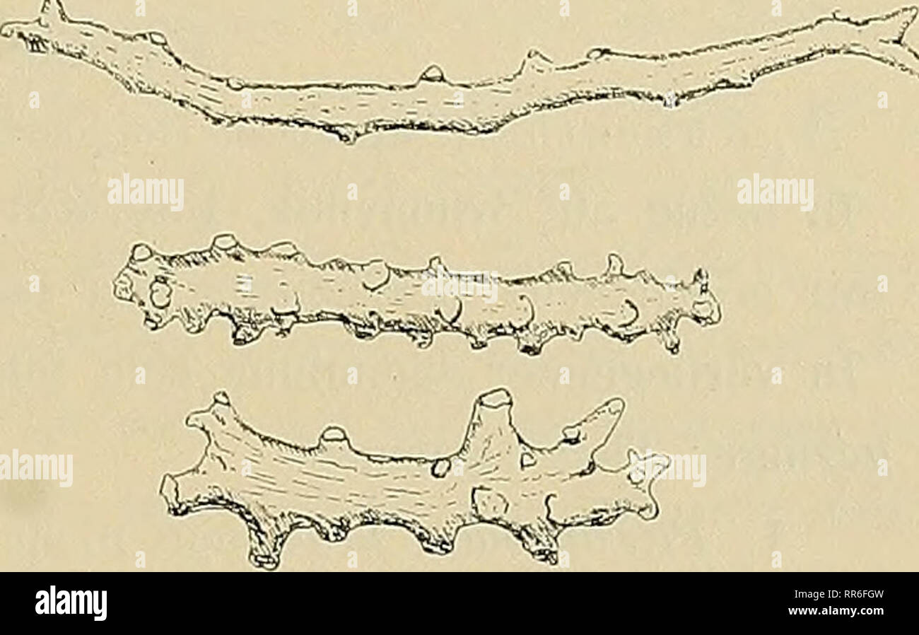 . Abhandlungen der Senckenbergischen naturforschenden Gesellschaft. Histoire naturelle ; l'histoire naturelle. * Dm. Fig. 42. Querschnitt durch die von tricliostemma Stammbasis Telesto. überwuchernden Kieselschwamm äußerlich sie einen vereinigt sind. Die ist eine Verzweigung spärliche und die dans spitzem Winkel abgehenden Aste stehen stets nur auf einer Seite, annähernd in einer Fläche angeordnet. Die Aste sind nur bei forme vorliegender kurz, höchstens 2 cm. messend, können aber bei anderen Kolonien bis 6 cm. lang. Der Stamm nimmt etwas von oben nach oben zu une mißt Dicke ab und im Durchmesser u Banque D'Images