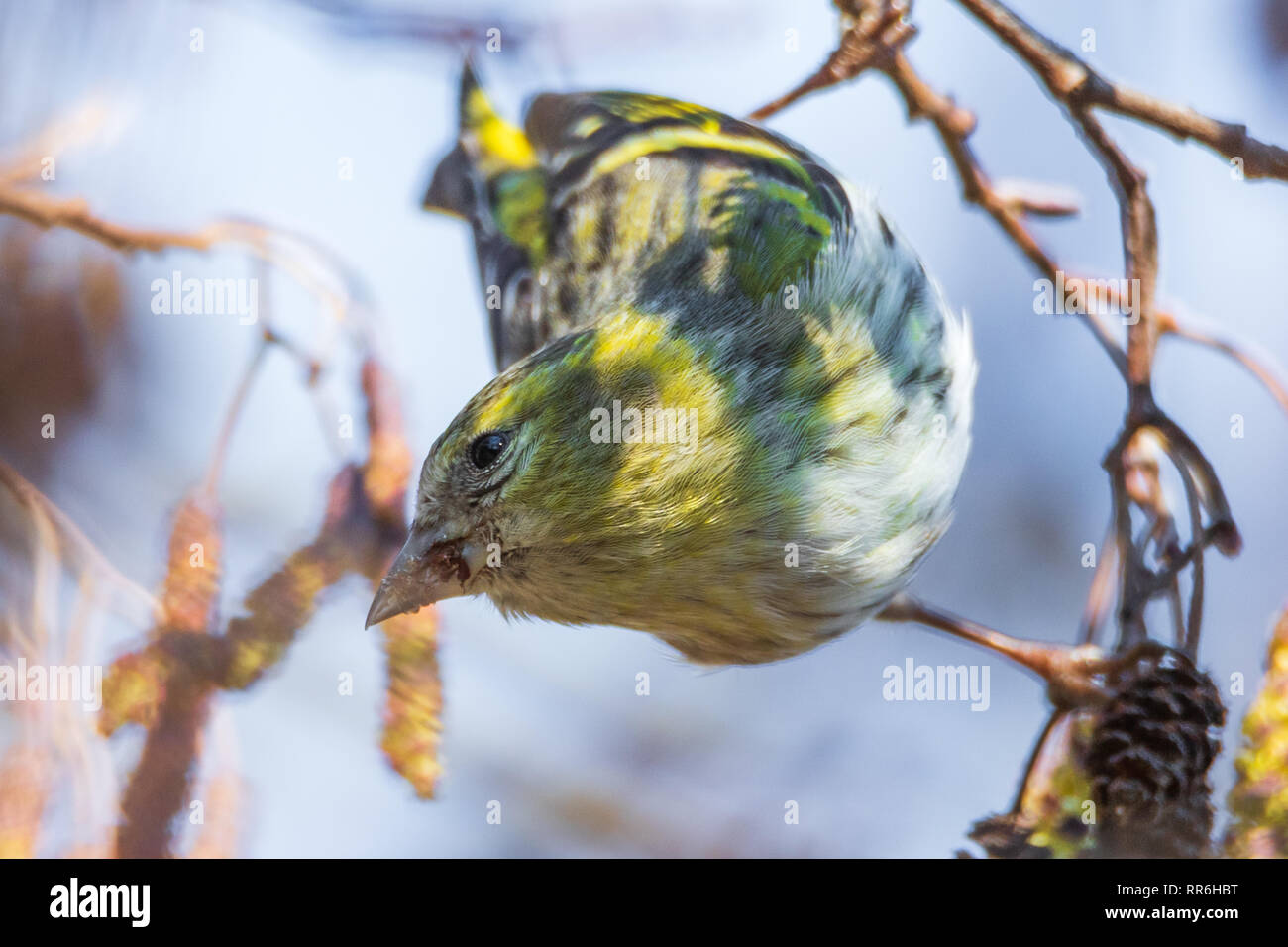 Siskin eurasien le siskin eurasien (Spinus spinus) est un petit oiseau de passereau de la famille finch Fringillidae. Il est également ca Banque D'Images