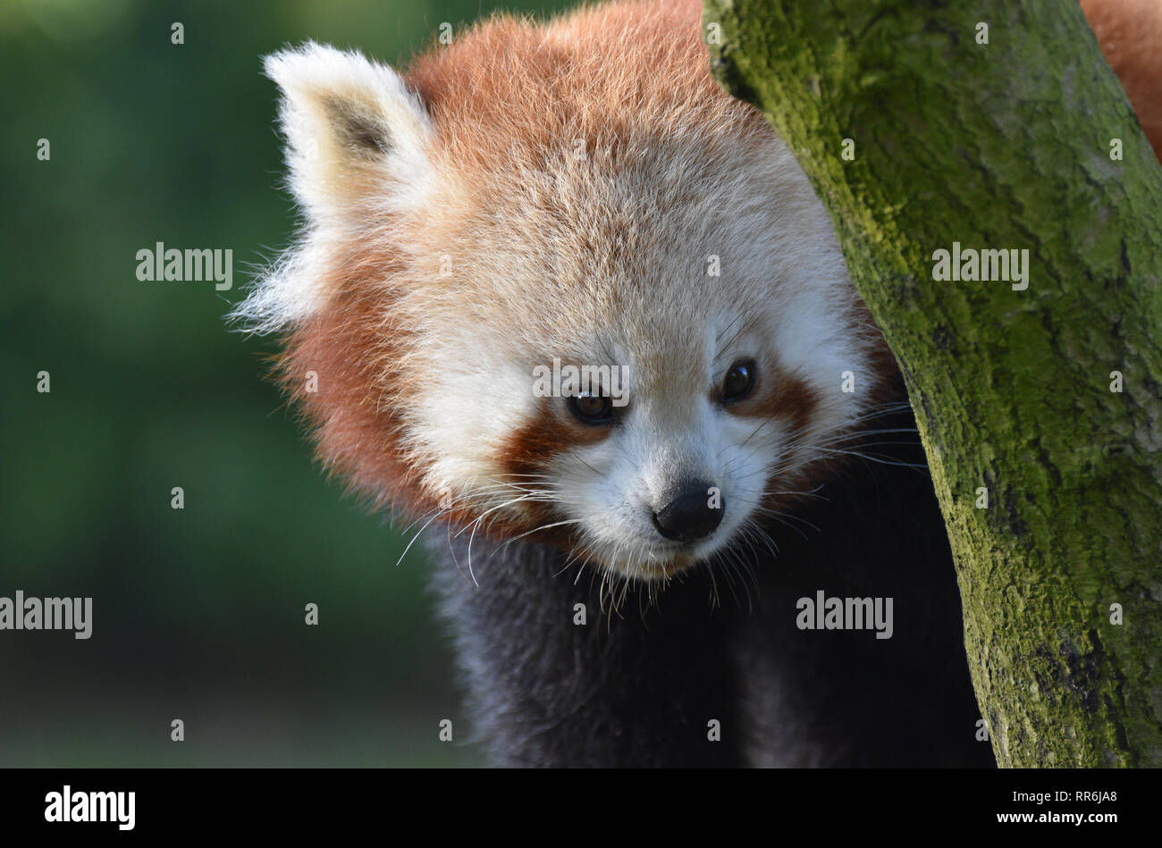 Le panda rouge dans un arbre, Close Up Banque D'Images