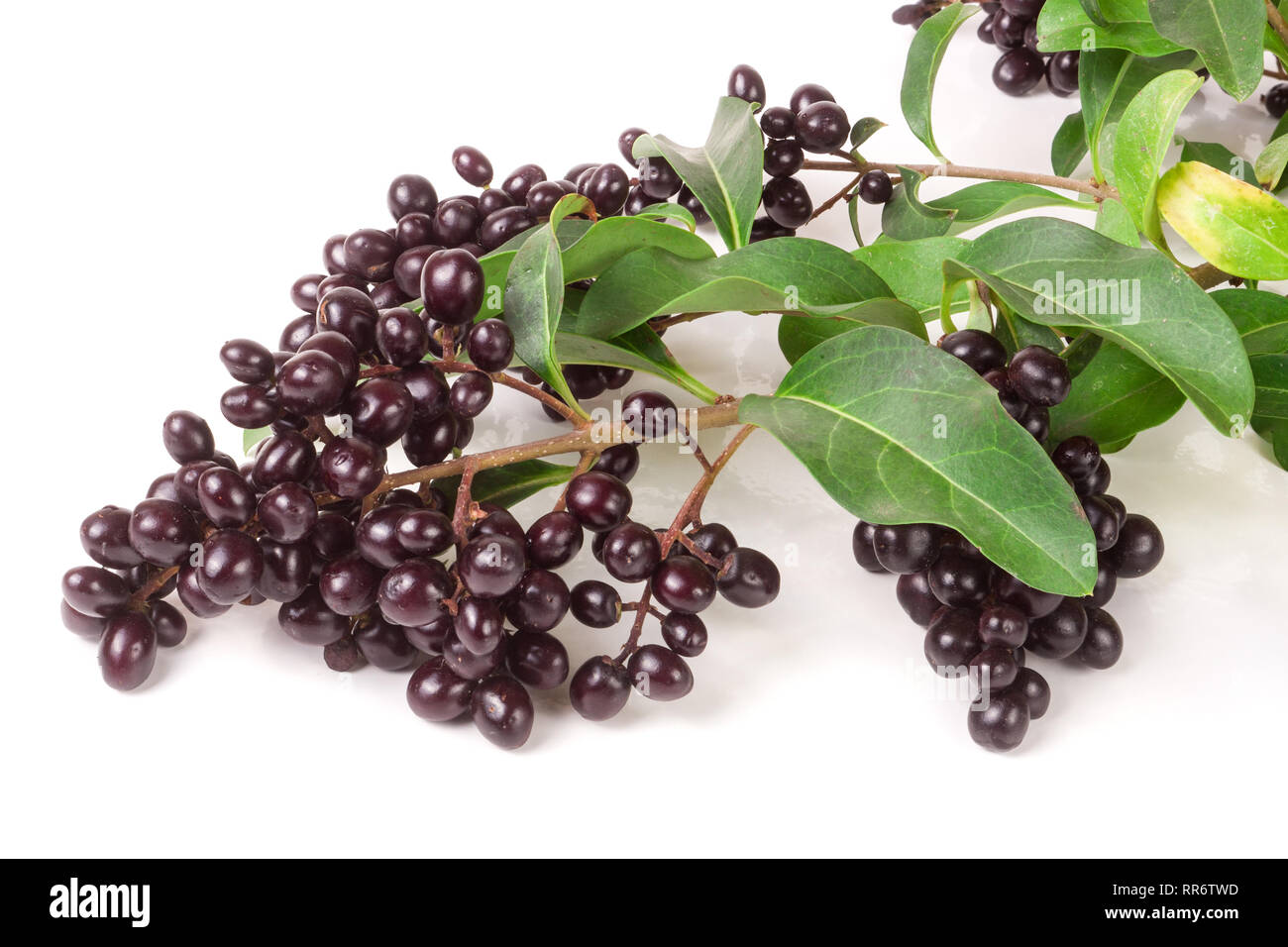 Succursale de troènes sauvages ou Ligustrum vulgare isolé sur fond blanc Banque D'Images