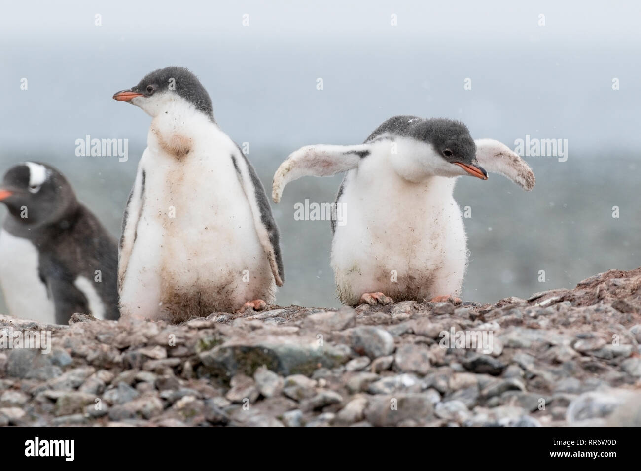 Gentoo pingouin, deux jeunes poussins standing on beach in Antarctica Banque D'Images