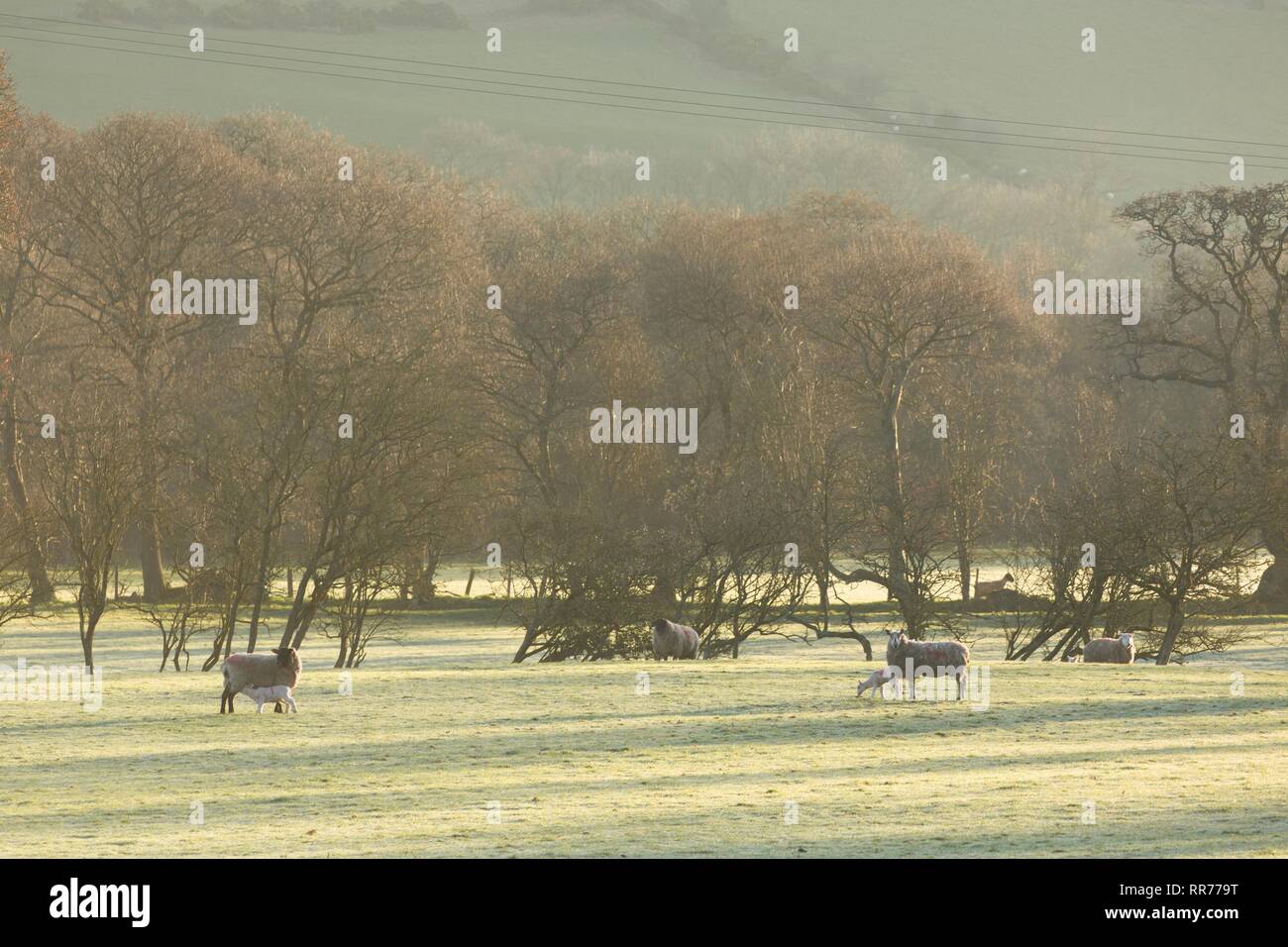 Llanilar, Ceredigion, pays de Galles, Royaume-Uni 25 février 2019 Royaume-uni météo : ensoleillé lumineux matin de printemps pour les agneaux dans Llanilar, Ceredigion, pays de Galles. Crédit : Ian Jones/Alamy Live News Banque D'Images