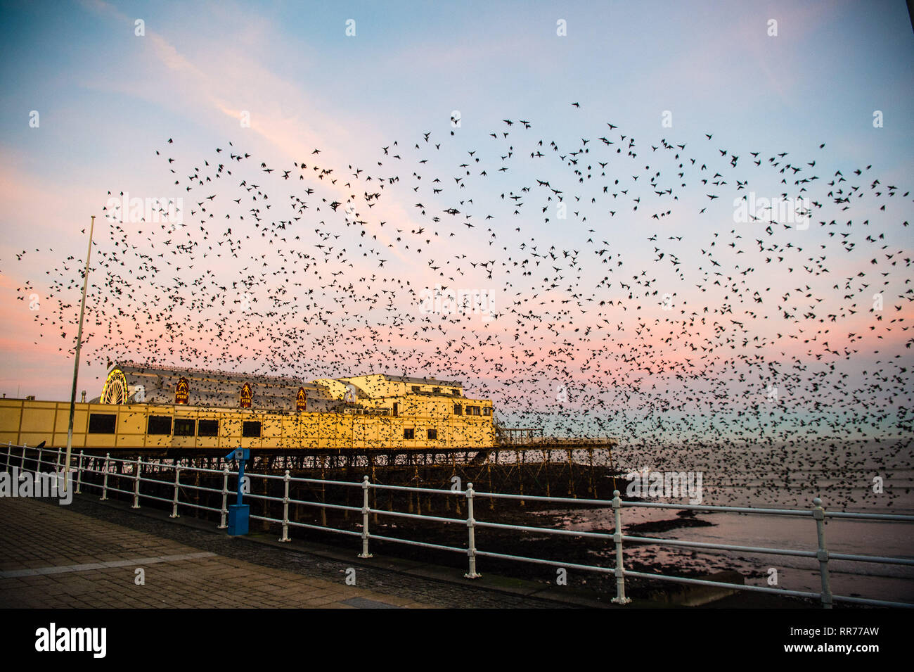 Pays de Galles Aberystwyth UK, lundi 25 février 2019. Météo France : à l'aube de ce que devrait être un temps chaud jour de février, des dizaines de milliers d'étourneaux éclatent dans des essaims spectaculaires de leur perchoir de nuit en vertu de Aberystwyth pier à voler hors de leur territoire d'alimentation dans les champs et les marais autour de Aberystwyth dans l'ouest du pays de Galles . Crédit photo : Keith morris/Alamy Live News Banque D'Images