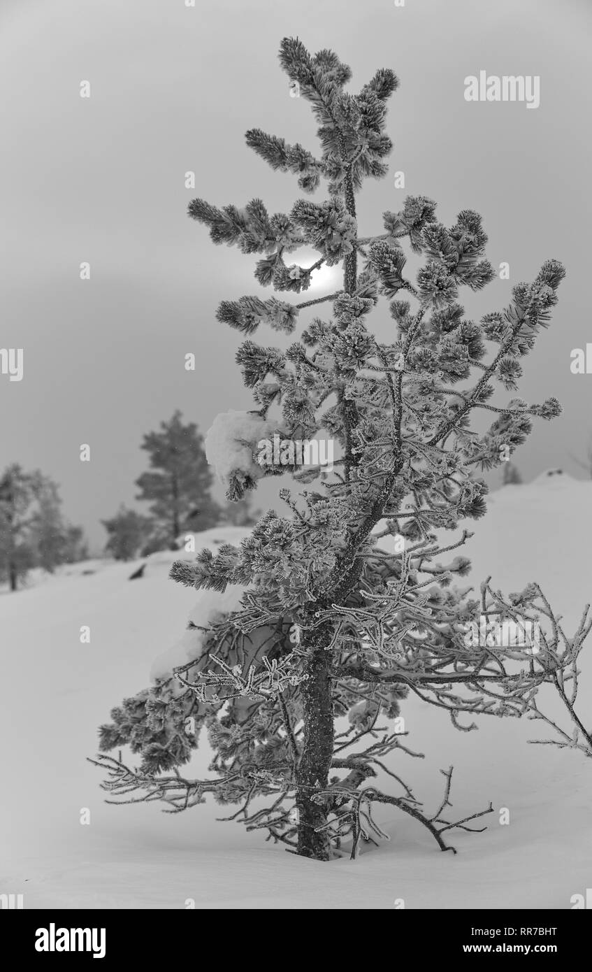 De neige et de verglas sur un pin tombé en Laponie, Finlande sur l'après-midi d'hiver nuageux Banque D'Images